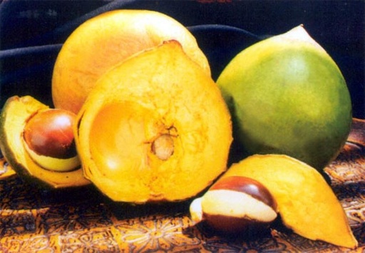 [Lucuma Fruta fresca (Peru) f1] Lucuma Fruta fresca (Peru)