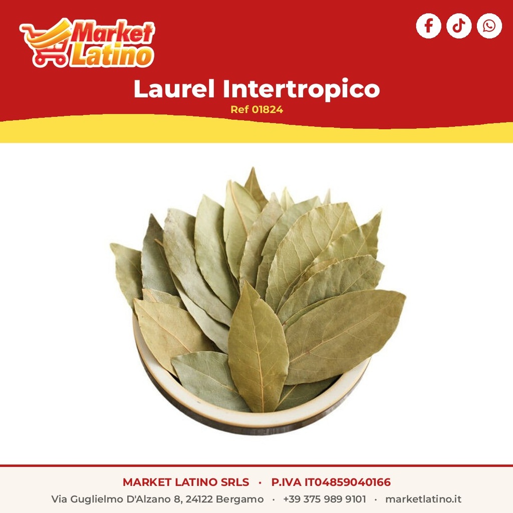 Alloro Intertropico