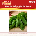 Foglia Di Paico Pentola Di Terracotta